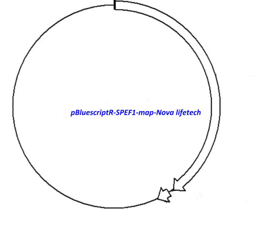 pBluescriptR-SPEF1 Plasmid - Click Image to Close