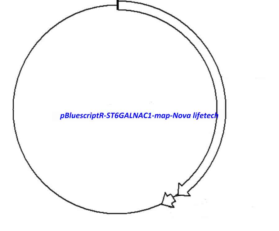 pBluescriptR-ST6GALNAC1 Plasmid - Click Image to Close