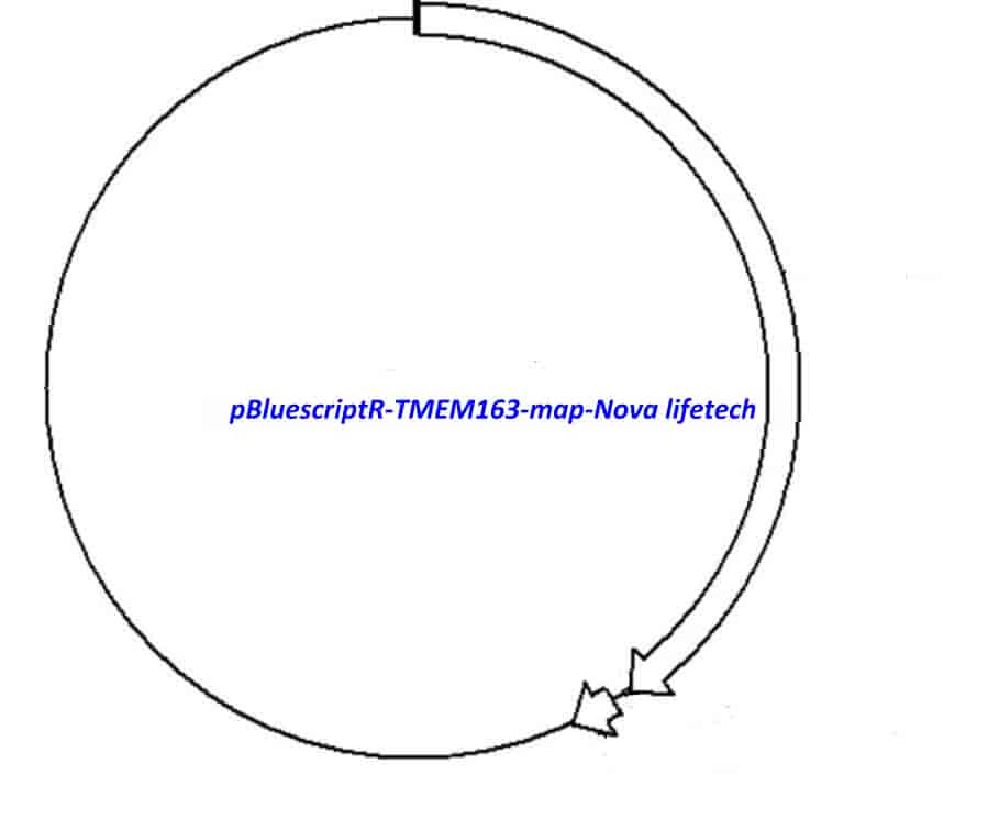 pBluescriptR-TMEM163 Plasmid - Click Image to Close