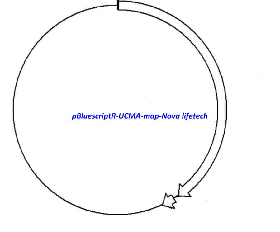 pBluescriptR-UCMA Plasmid - Click Image to Close