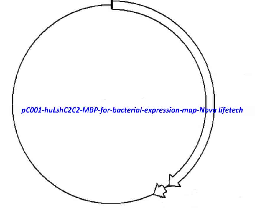 pC001 - huLshC2C2- MBP for bacterial expression - Click Image to Close