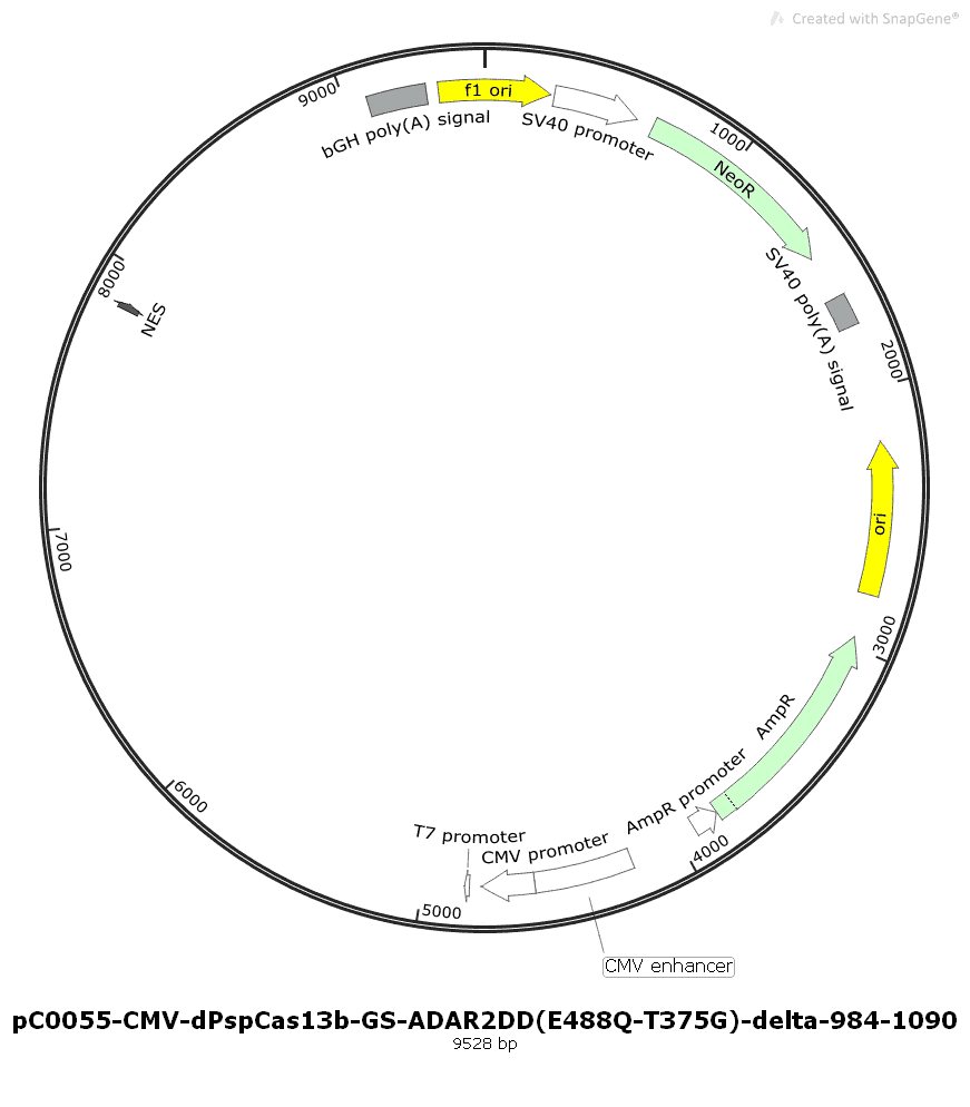 pC0055- CMV- dPspCas13b- GS- ADAR2DD (E488Q/ T375G)- delta- 984- - Click Image to Close