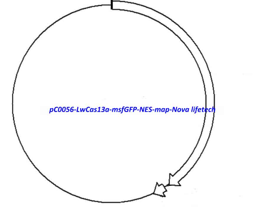 pC0056 - LwCas13a-msfGFP-NES