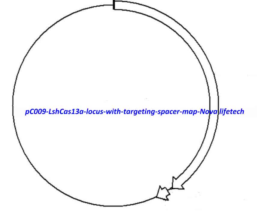 pC009 LshCas13a locus with targeting spacer - Click Image to Close