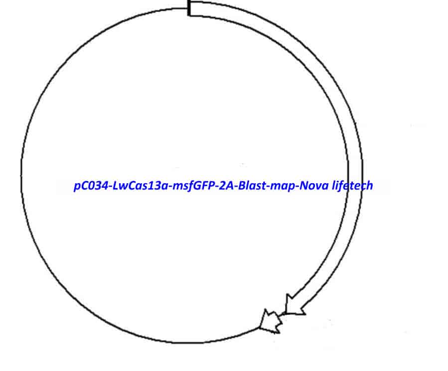 pC034 - LwCas13a-msfGFP-2A-Blast vector - Click Image to Close