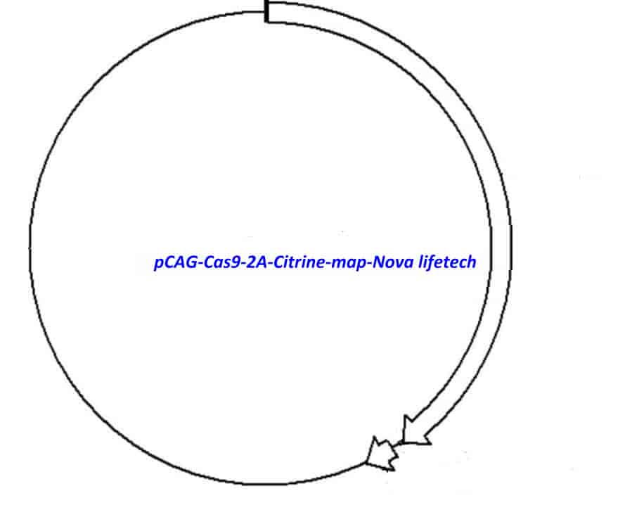 pCAG Cas9- 2A- Citrine - Click Image to Close