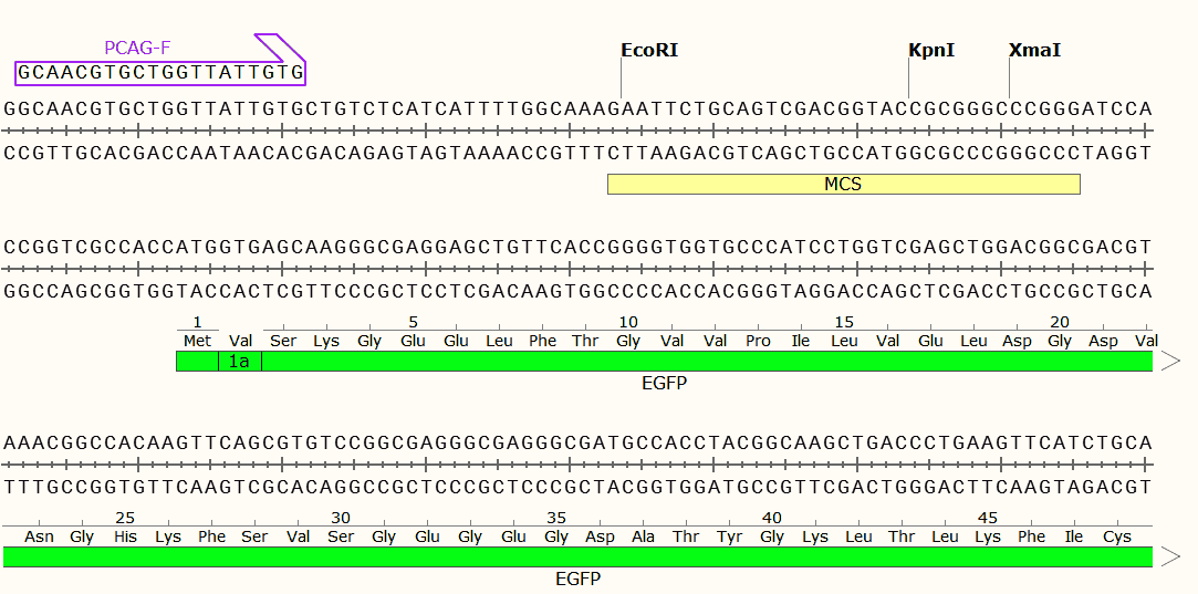 pCAG- GFP Plasmid - Click Image to Close