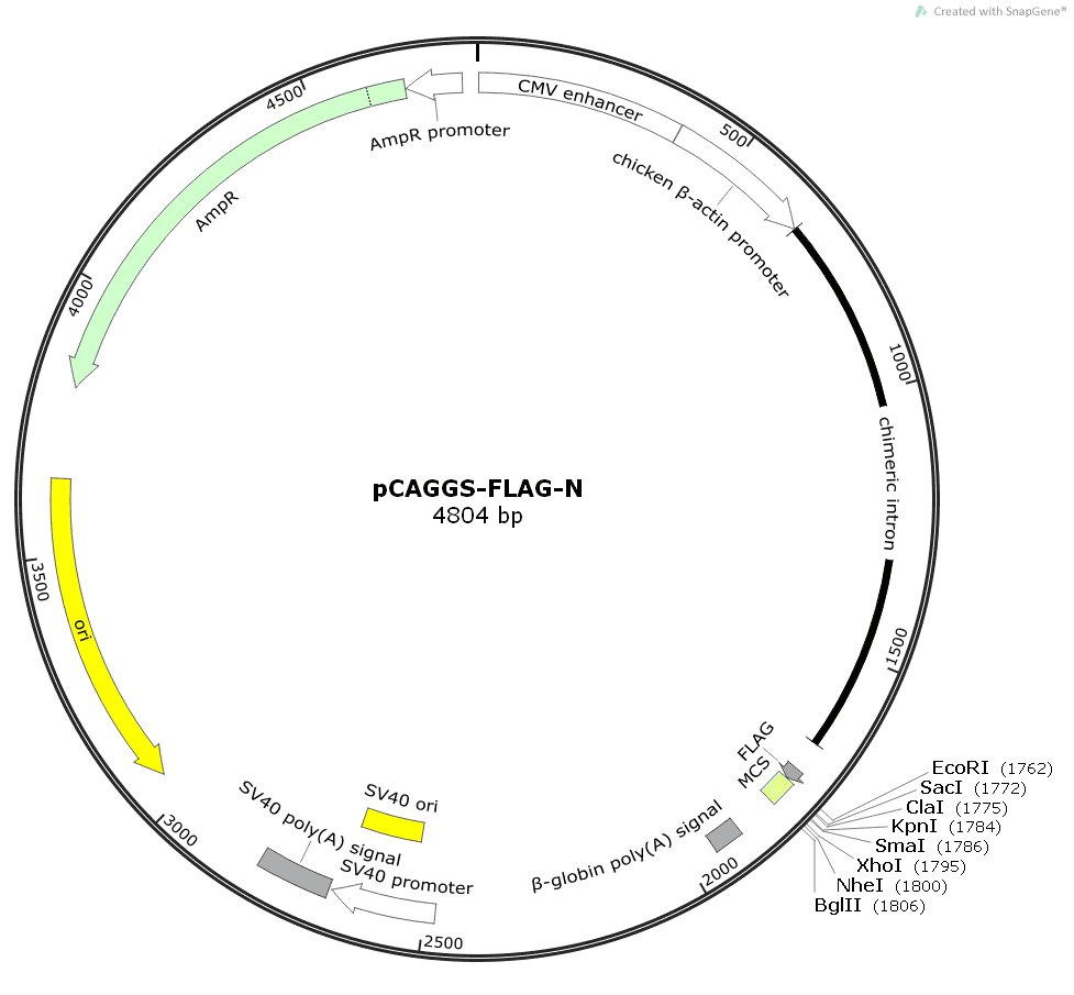 pCAGGS - Click Image to Close