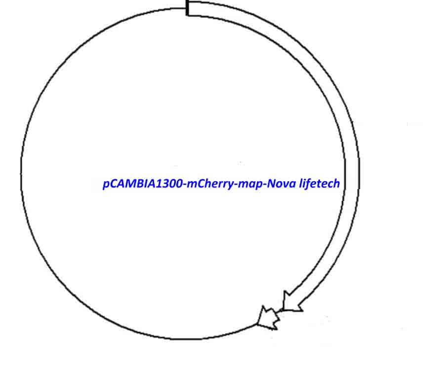 pCAMBIA1300-mCherry - Click Image to Close