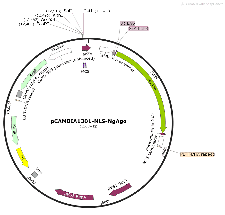 pCAMBIA1301- NLS- NgAgo Plasmid - Click Image to Close