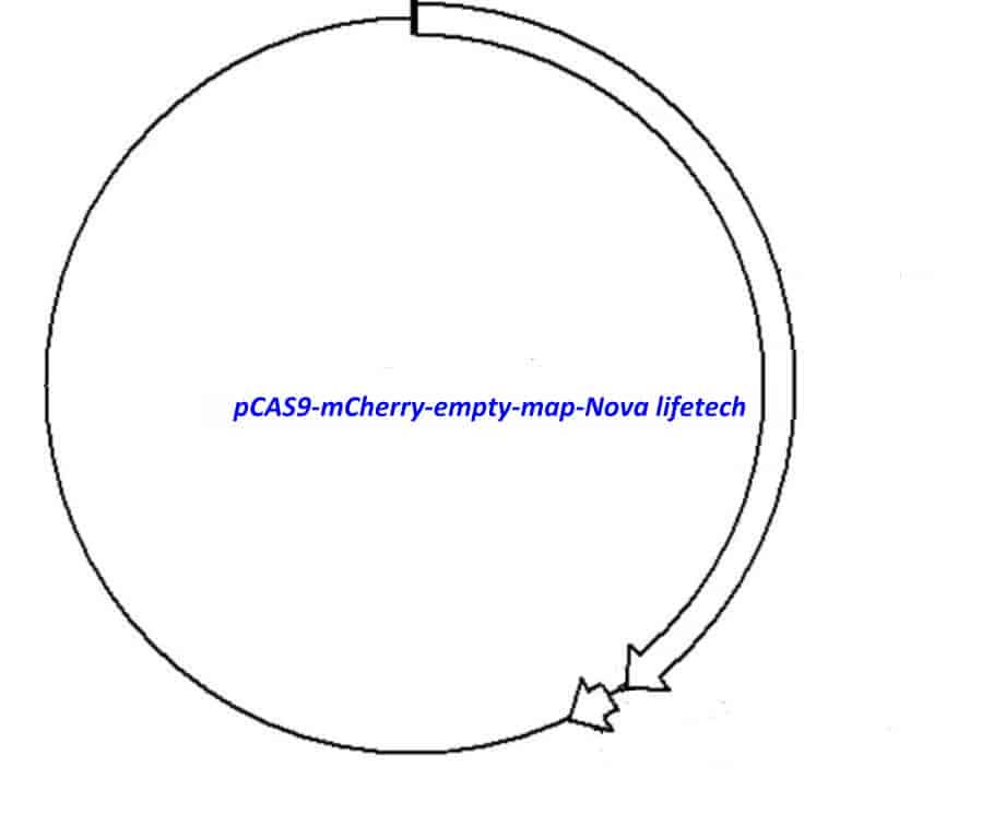 pCAS9- mCherry empty - Click Image to Close