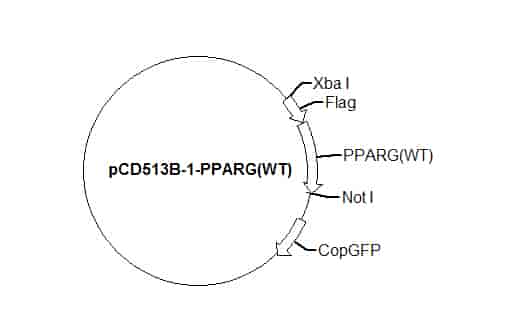 pCD513B-1-PPARG(WT) Plasmid - Click Image to Close
