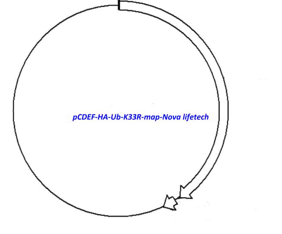 pCDEF- HA- Ub- K33R Plasmid - Click Image to Close
