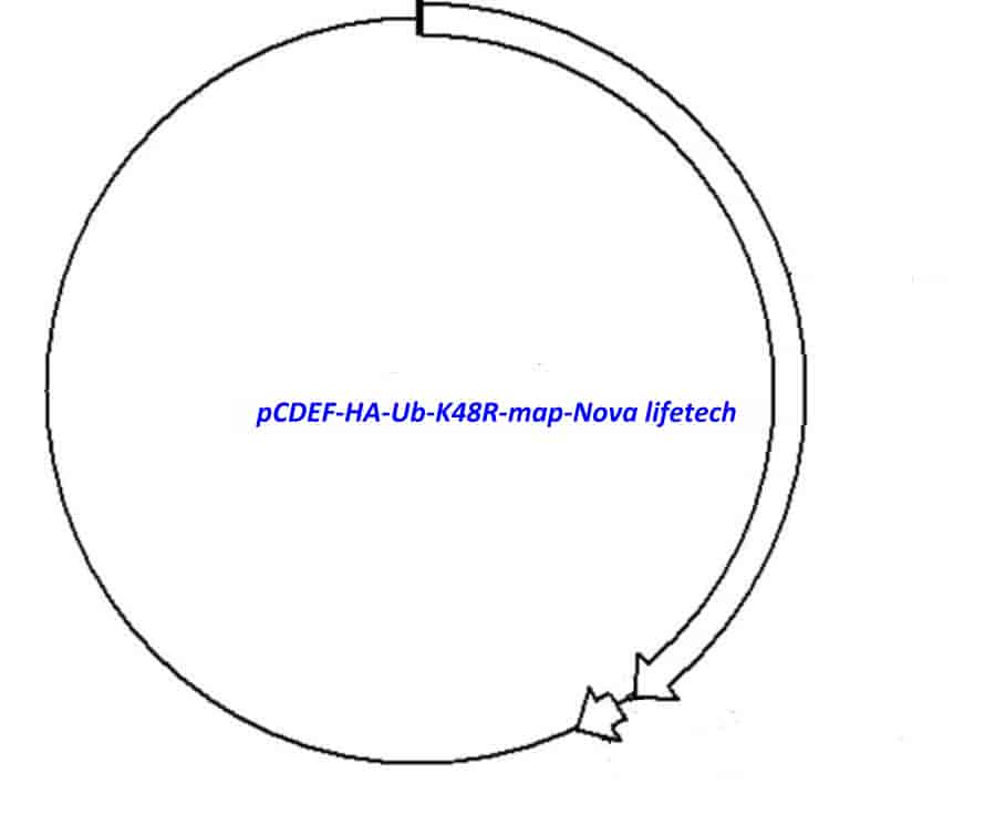 pCDEF- HA- Ub- K48R Plasmid