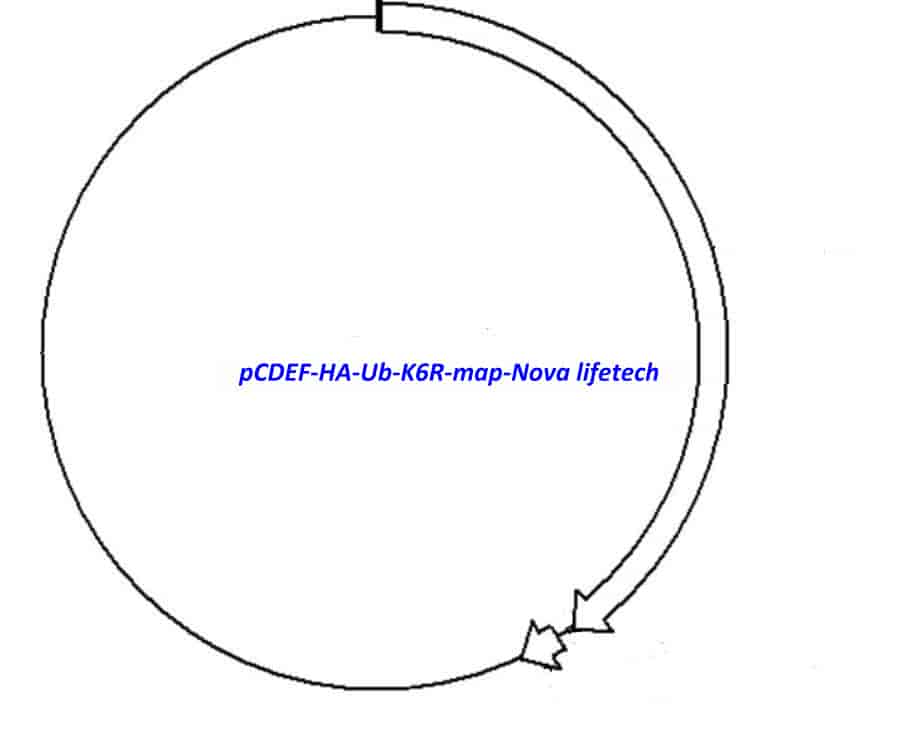 pCDEF- HA- Ub- K6R Plasmid - Click Image to Close