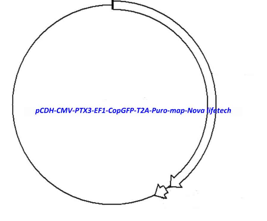 pCDH-CMV-PTX3-EF1-CopGFP-T2A-Puro Plasmid - Click Image to Close