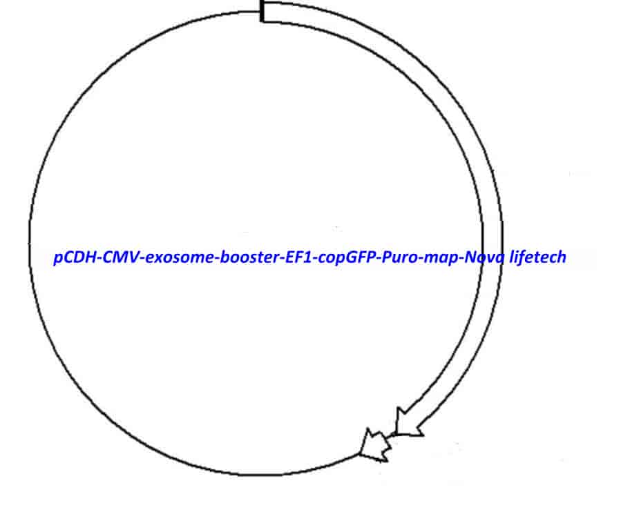 pCDH-CMV-exosome booster-EF1-copGFP-Puro vector - Click Image to Close