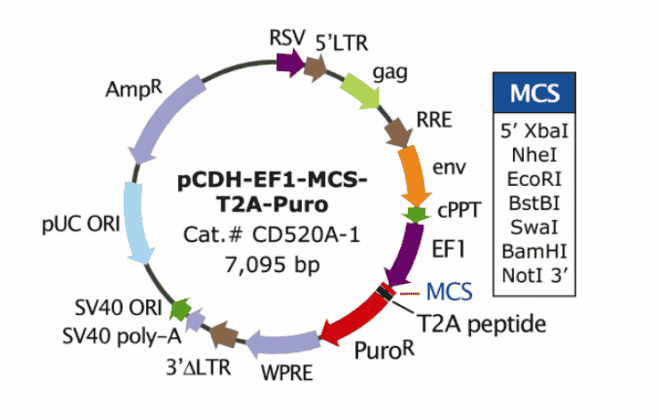 pCDH- EF1- MCS- T2A- Puro Plasmid