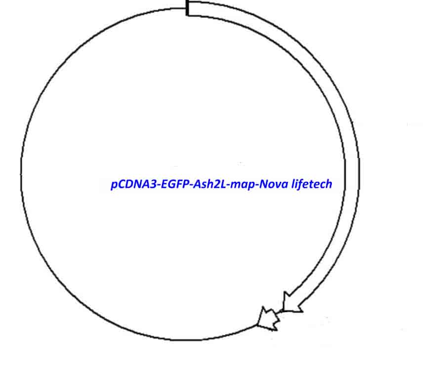 pCDNA3- EGFP- Ash2L - Click Image to Close
