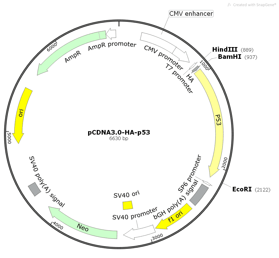 pCDNA3- HA- p53