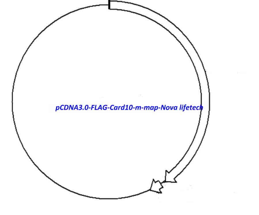 pCDNA3.0-FLAG-Card10-m Plasmid - Click Image to Close