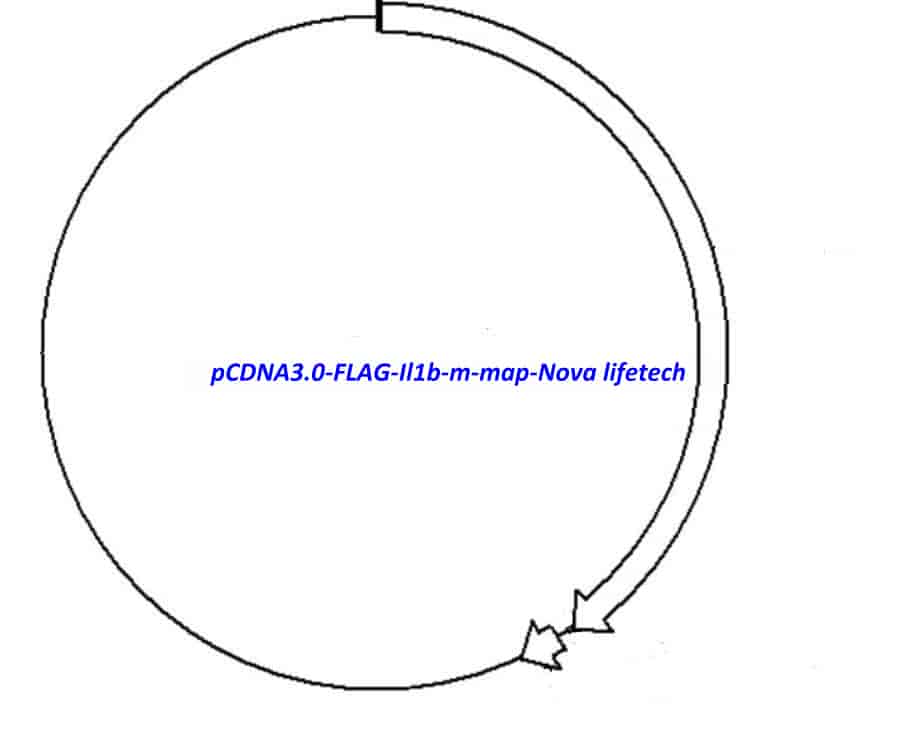 pCDNA3.0-FLAG-Il1b-m Plasmid