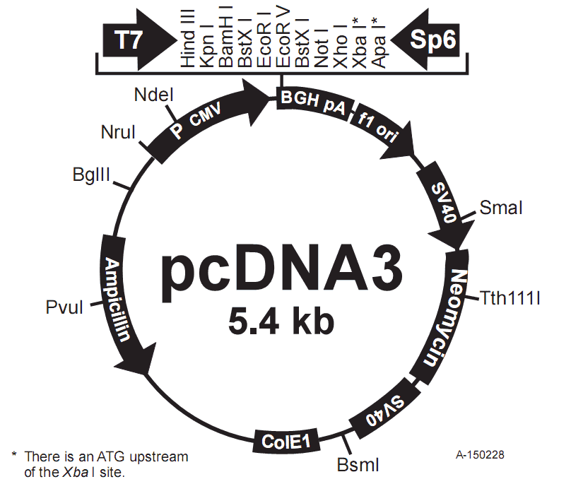 pCDNA3.0