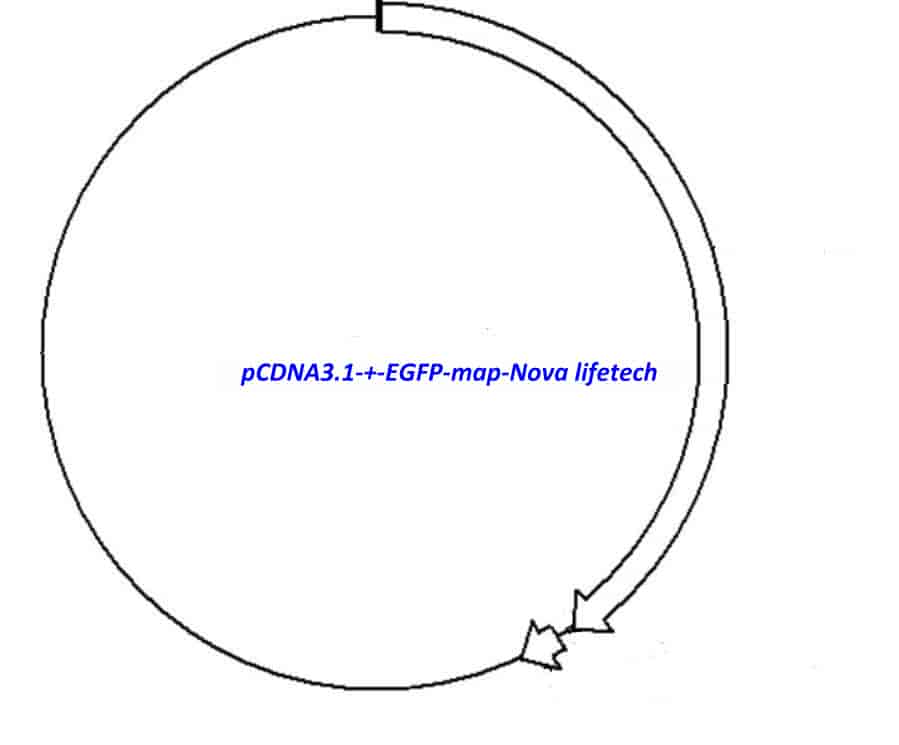 pCDNA3.1 (+)- EGFP Plasmid