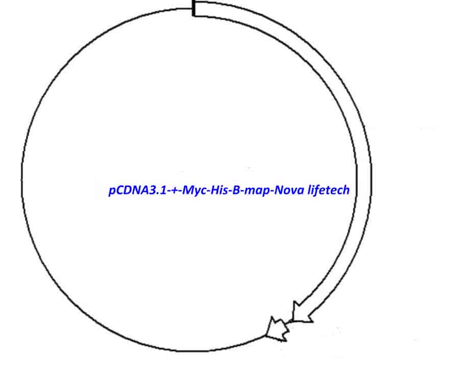 pCDNA3.1 (+)/ Myc- His B Plasmid - Click Image to Close