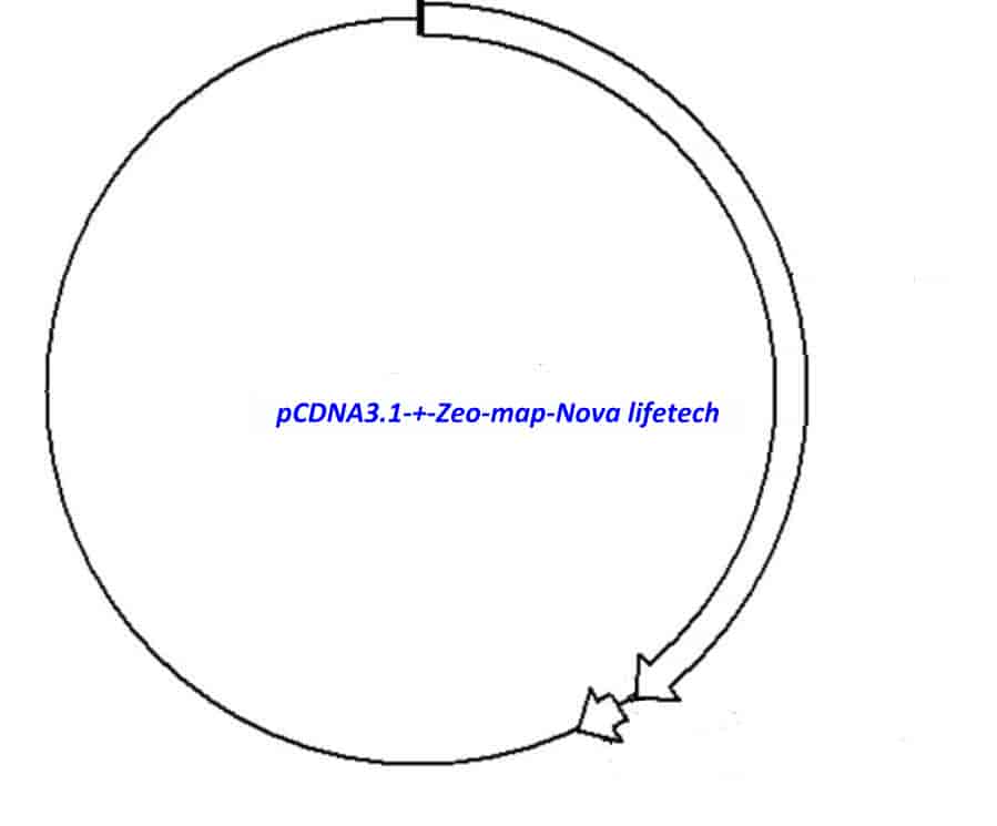 pCDNA3.1 (+)- Zeo Plasmid - Click Image to Close