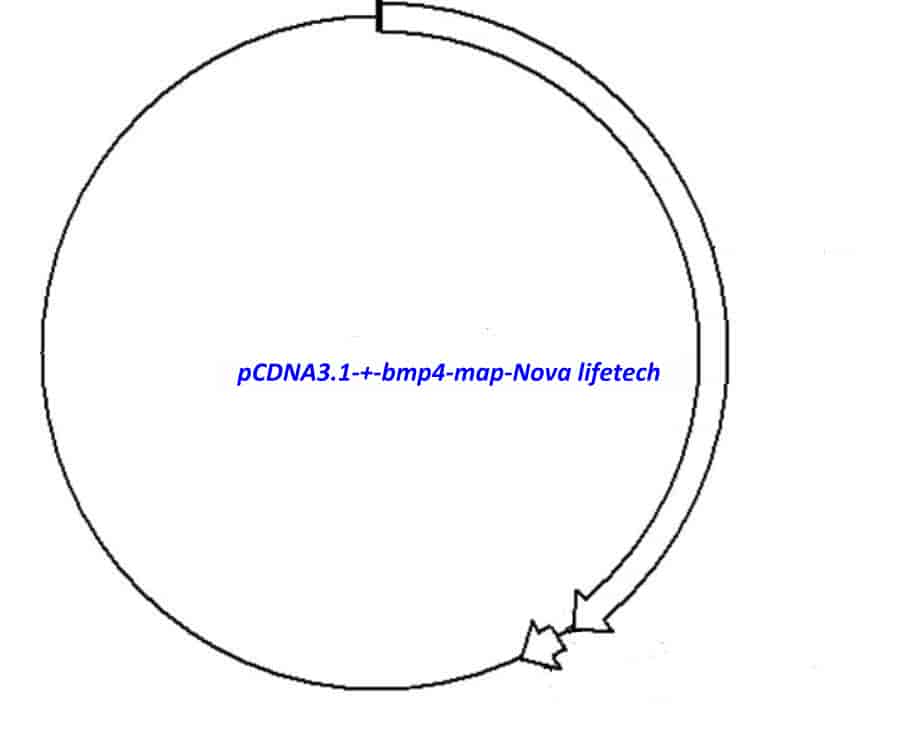 pCDNA3.1 (+)- bmp4 Plasmid - Click Image to Close