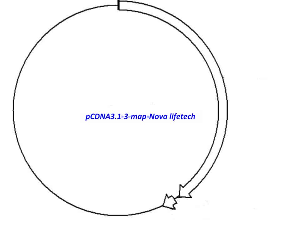 pCDNA3.1- 3 - Click Image to Close
