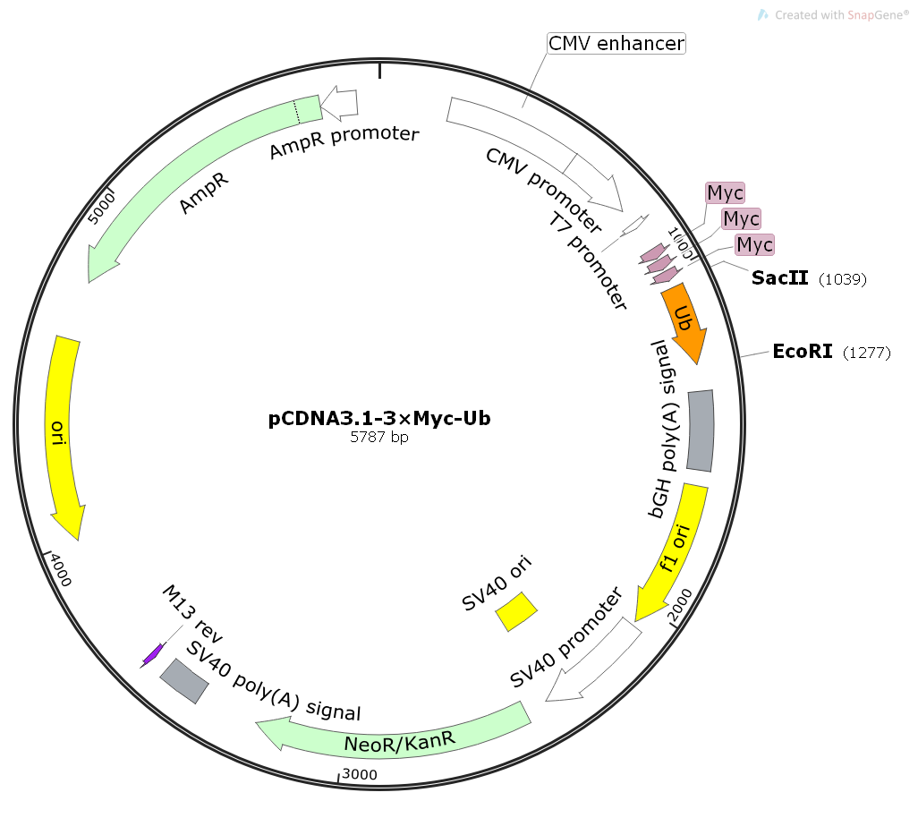 pCDNA3.1- 3Myc- UB Plasmid - Click Image to Close
