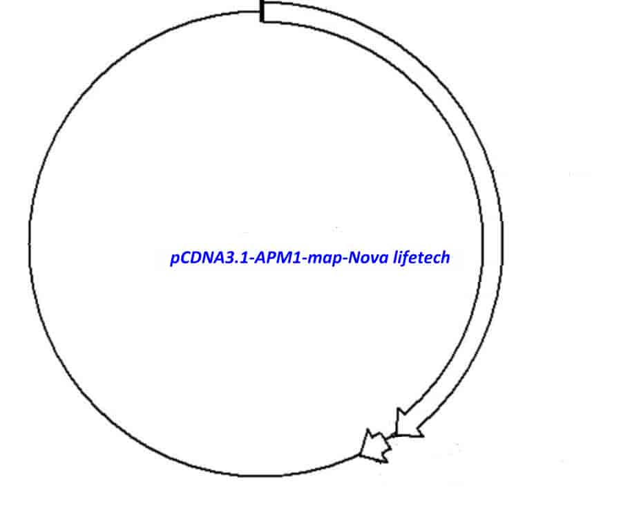 pCDNA3.1- APM1 - Click Image to Close