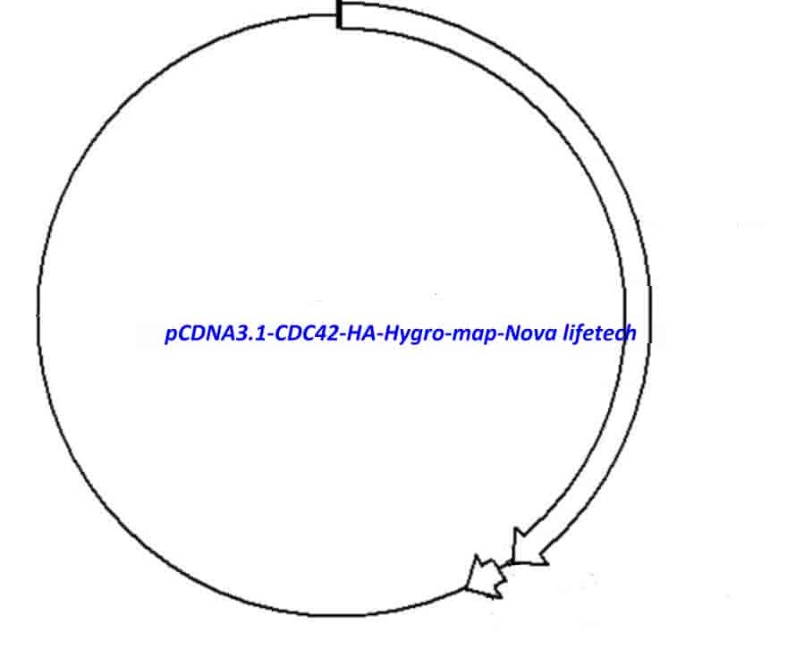 pCDNA3.1-CDC42-HA-Hygro - Click Image to Close
