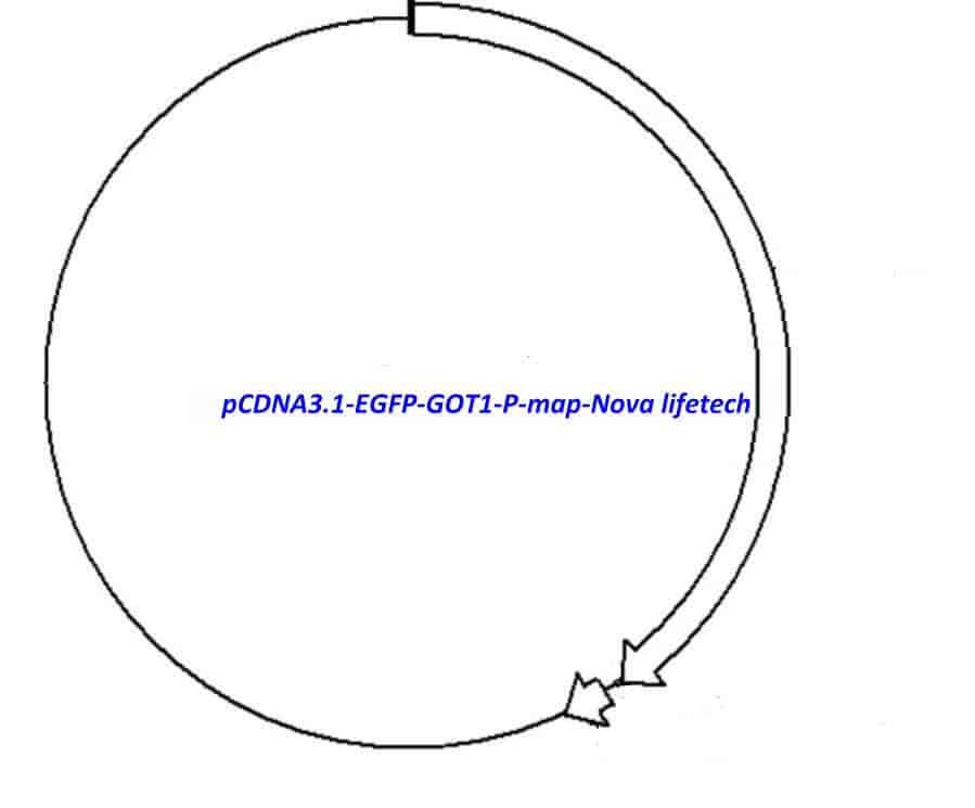 pCDNA3.1-EGFP-GOT1-P vector - Click Image to Close