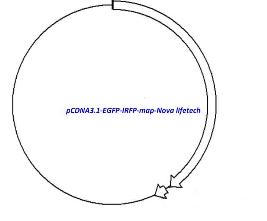 pCDNA3.1-EGFP-IRFP - Click Image to Close