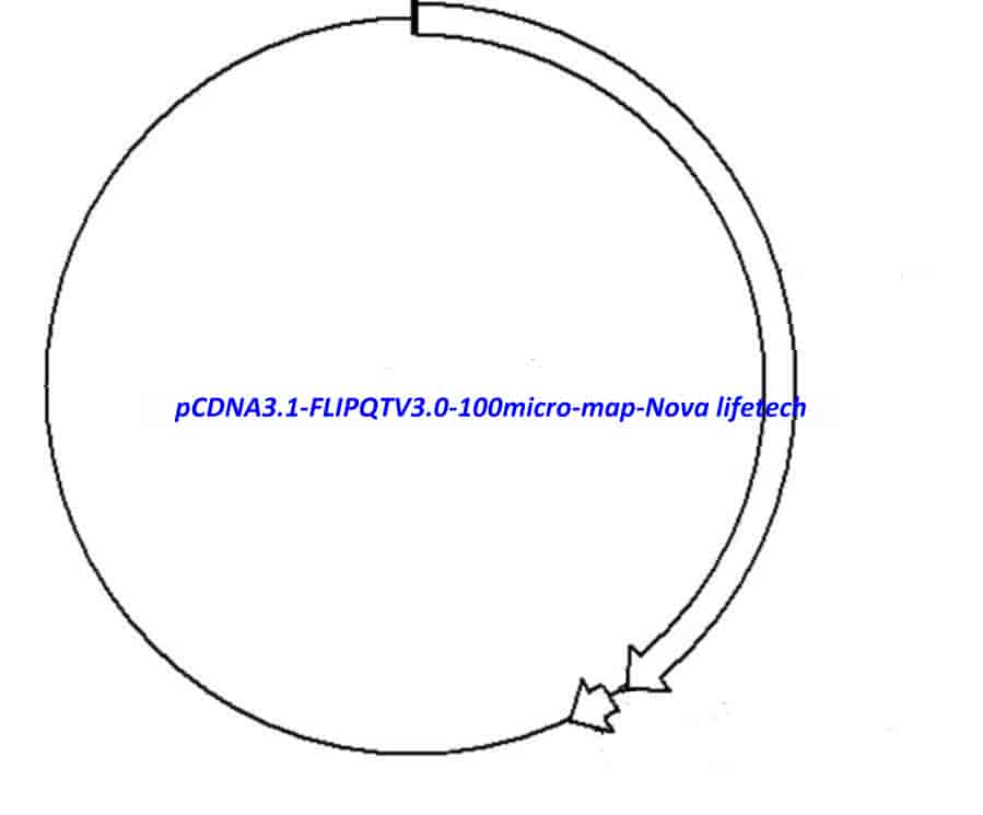 pCDNA3.1 (- )FLIPQTV3.0 100micro - Click Image to Close