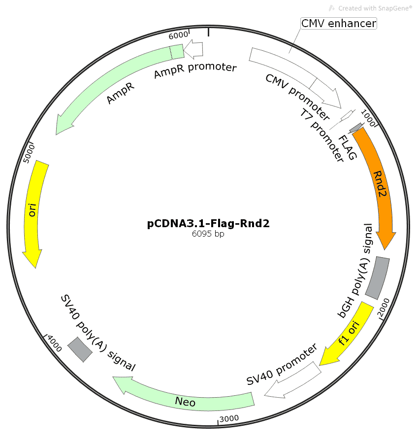pCDNA3.1- Flag- Rnd2 - Click Image to Close