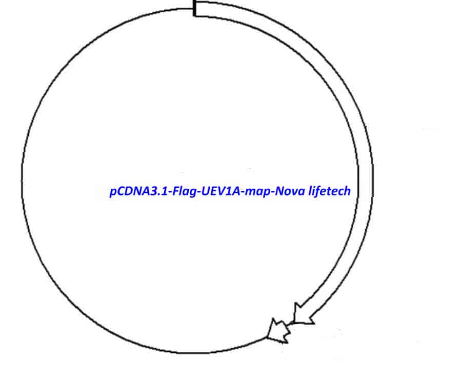 pCDNA3.1- Flag- UEV1A Plasmid - Click Image to Close