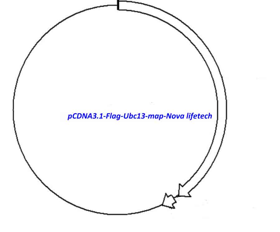 pCDNA3.1- Flag- Ubc13 - Click Image to Close