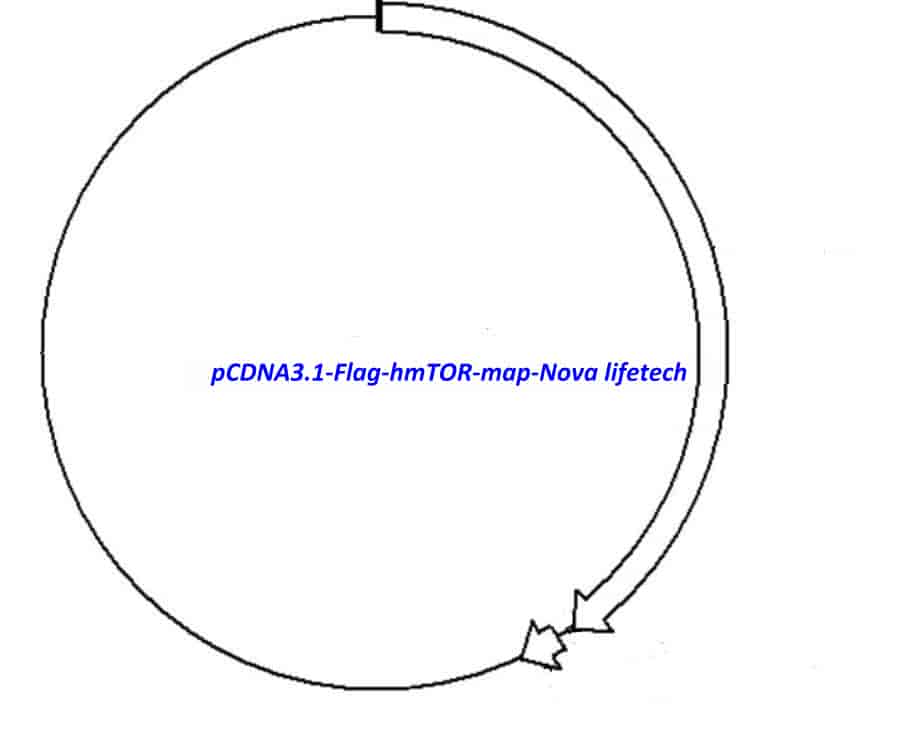 pCDNA3.1 (- )- Flag- hmTOR Plasmid - Click Image to Close