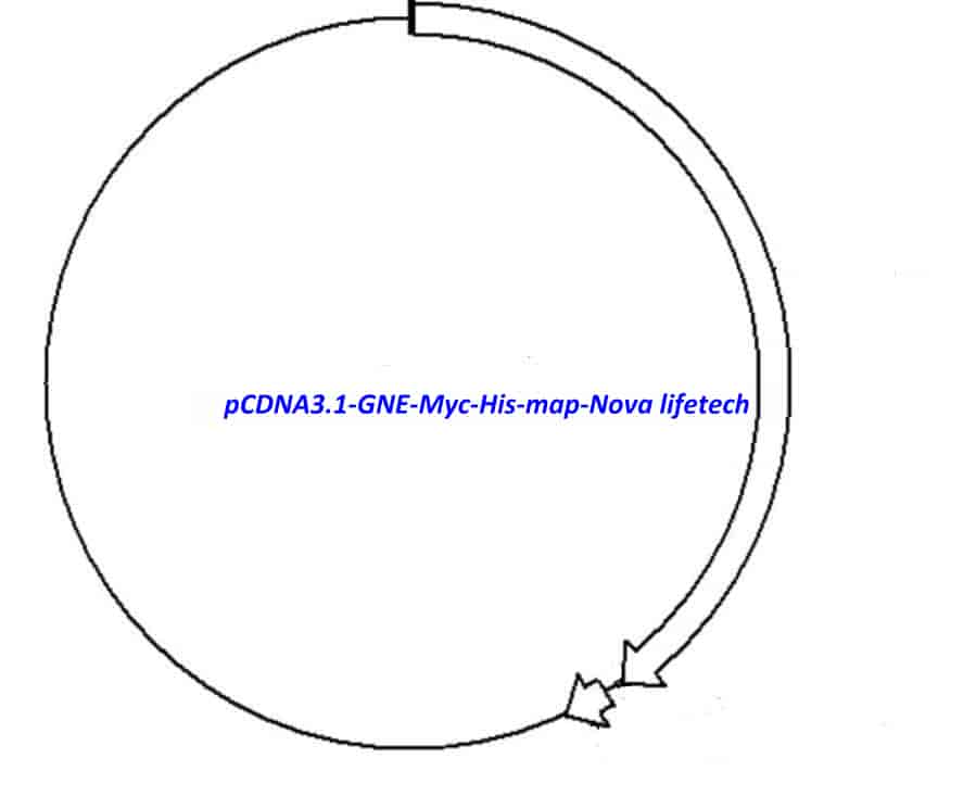 pCDNA3.1- GNE- Myc- His