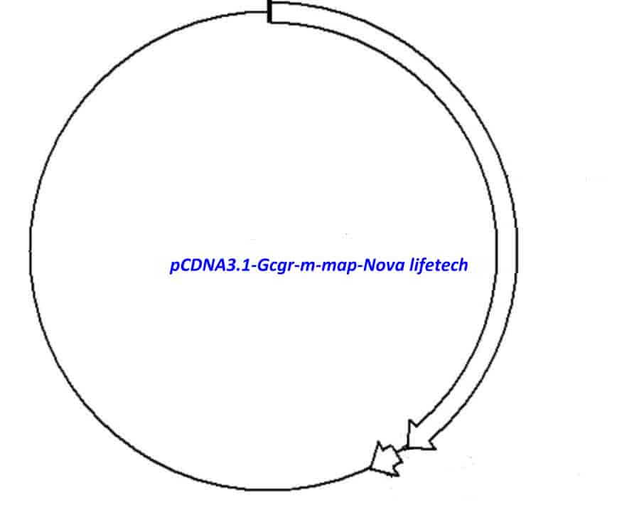 pCDNA3.1-Gcgr-m - Click Image to Close
