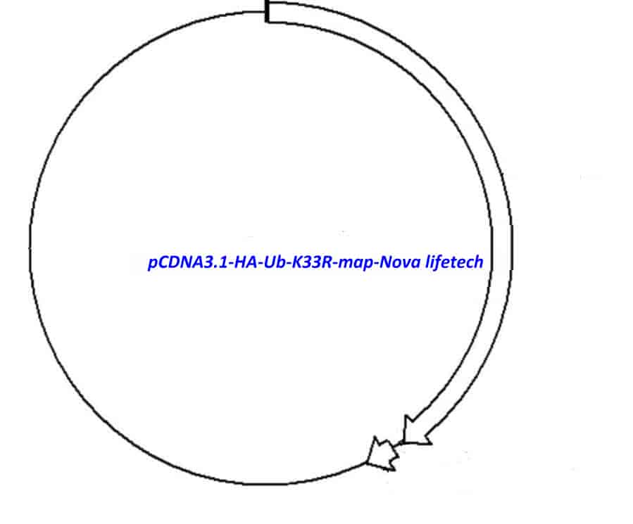 pCDNA3.1- HA- Ub- K33R - Click Image to Close