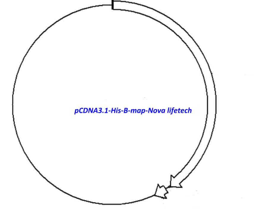 pCDNA3.1- His B - Click Image to Close