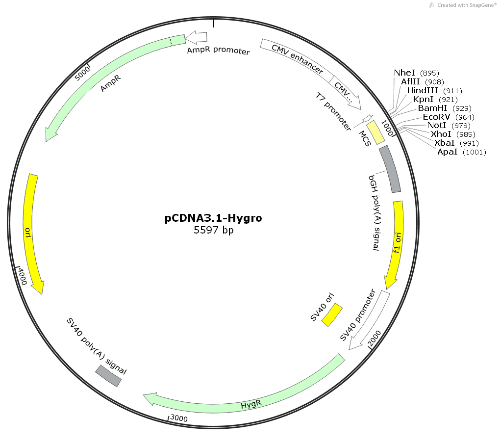 pCDNA3.1- Hygro - Click Image to Close