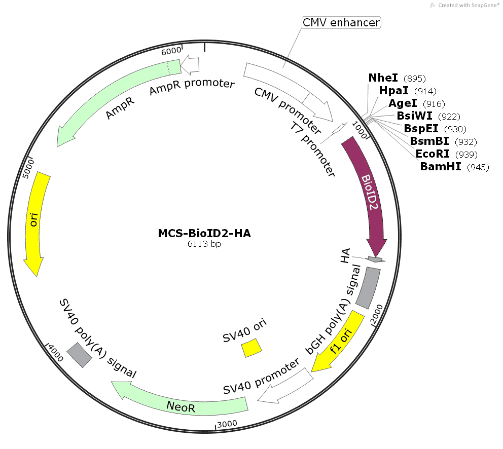 pCDNA3.1- MCS- BioID2- HA - Click Image to Close