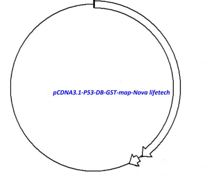 pCDNA3.1-P53-DB-GST - Click Image to Close
