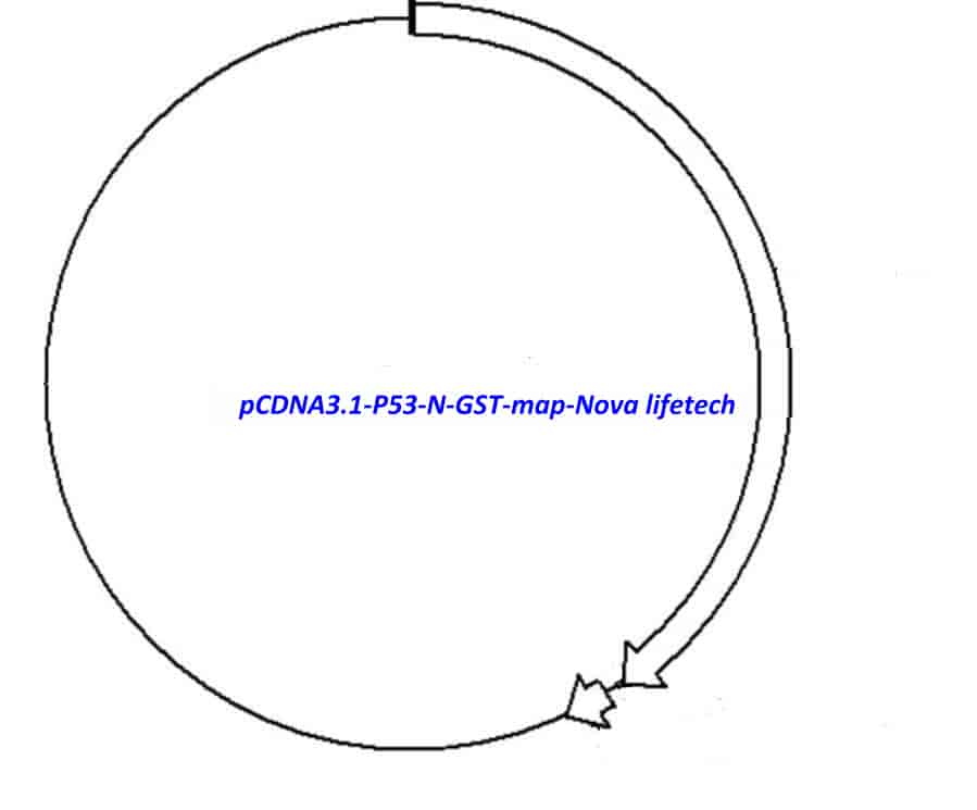 pCDNA3.1-P53-N-GST vector